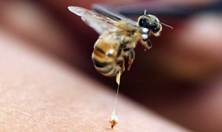 albine înțepă penisul
